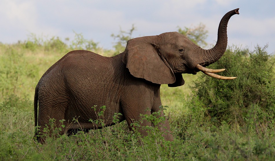 Elefant