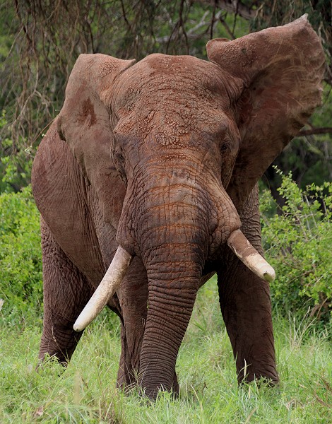 Elefant