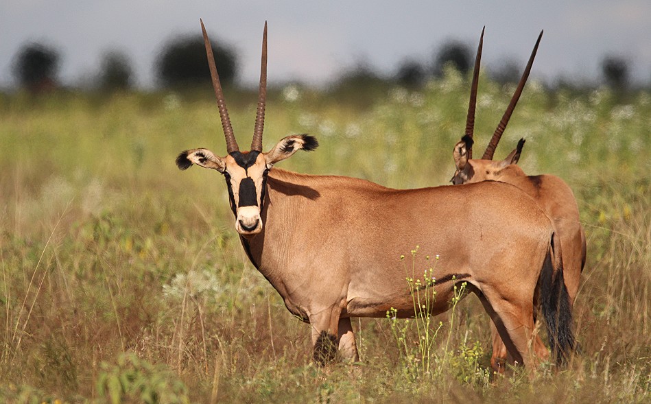 Fransenohr Oryx
