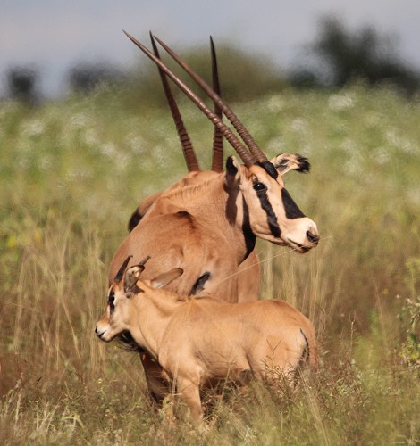 Fransenohr Oryx