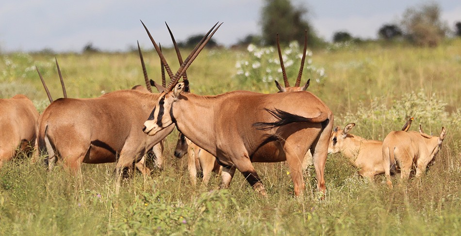 Fransenohr Oryx