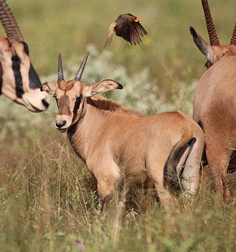 Fransenohr Oryx