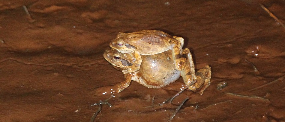 Frosch Paarung