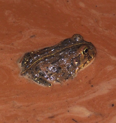 Bull Frog