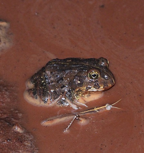 Bull Frog