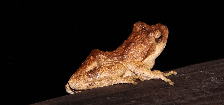 Riedfrosch