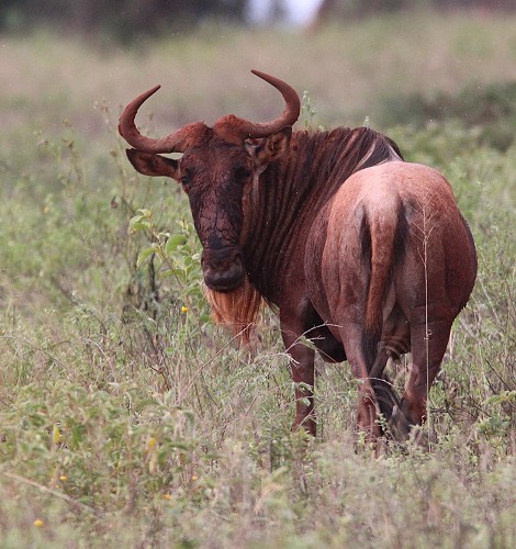 Gnu Bulle