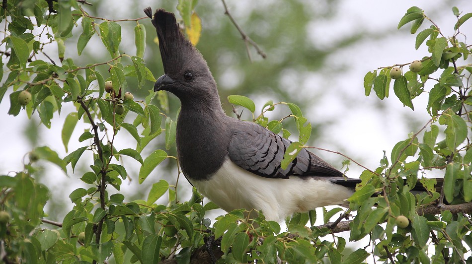 Go Away Bird