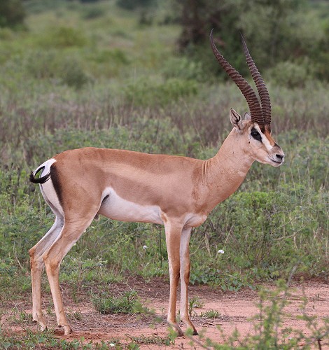 Östliche Grantgazelle