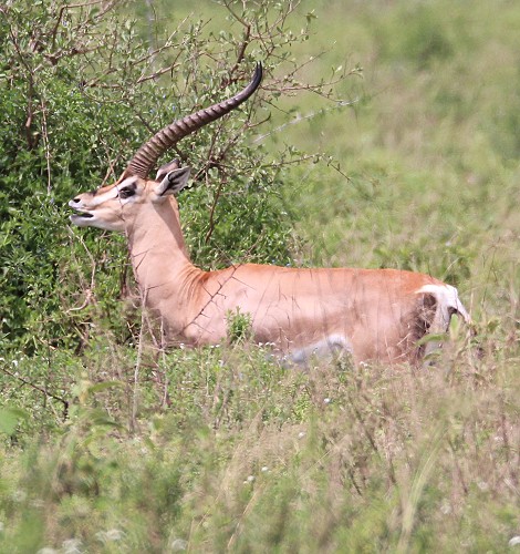 Südliche Grant Gazelle