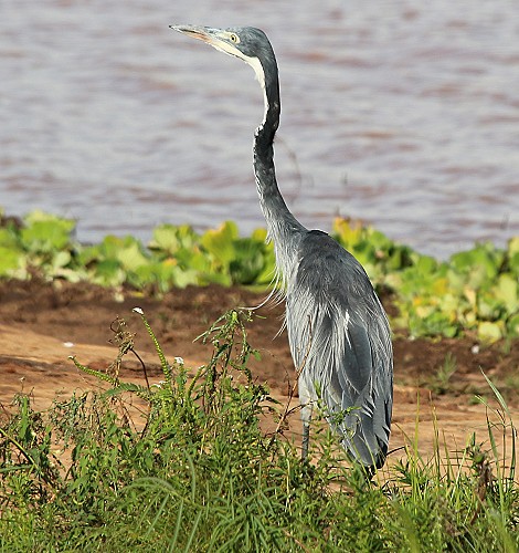Graureiher, ím Lumo Conservancy