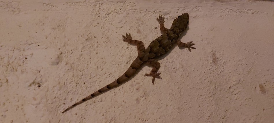 Hausgecko