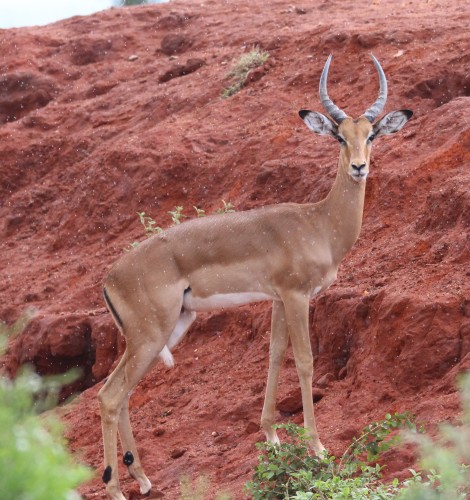 junger Impala Bock