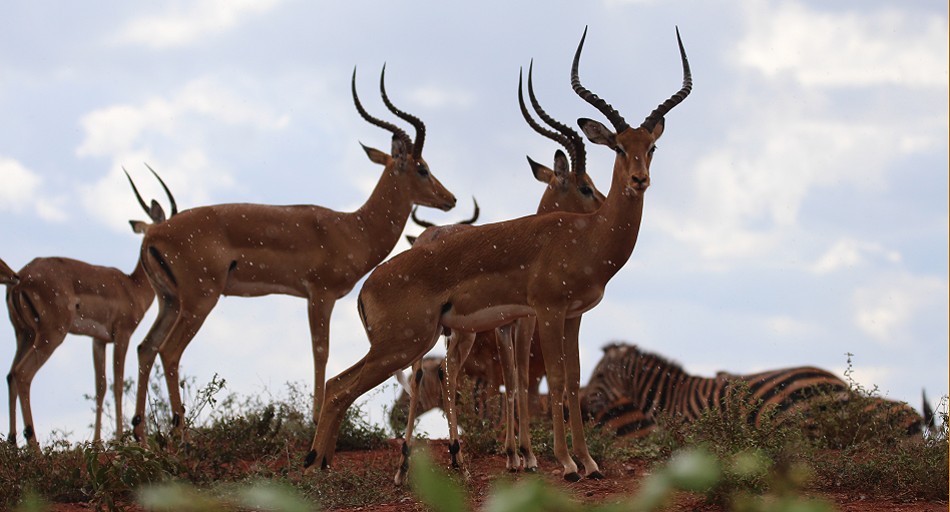 Impalas