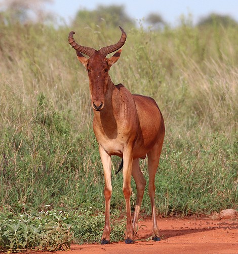 Kongoni
