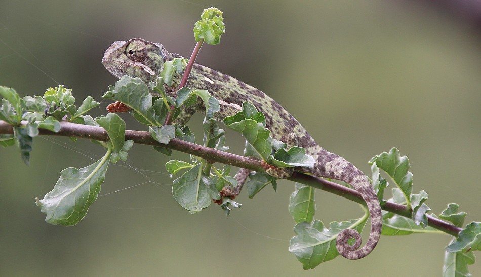 Lappenchamaeleon