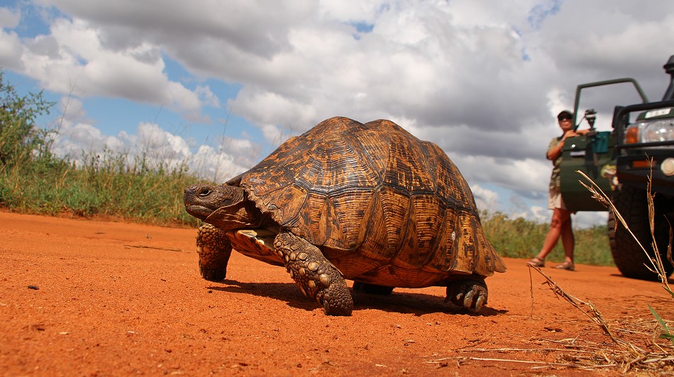Leopardschildkröte