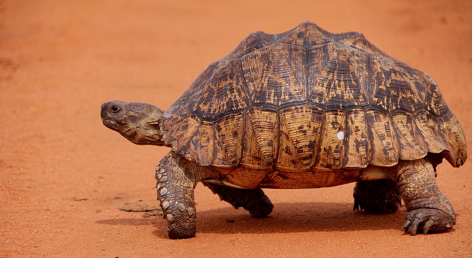 Leopardschildkröte