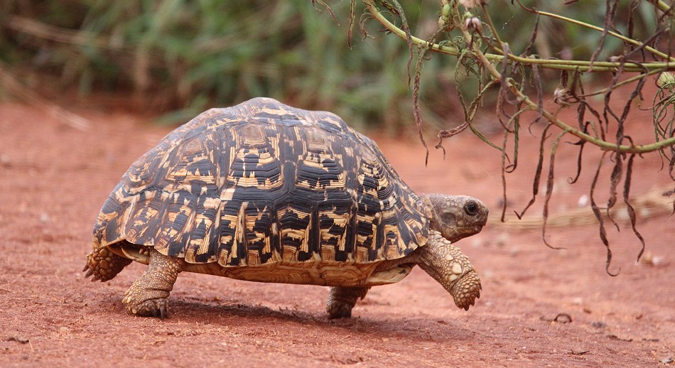 Leopardschildkröte