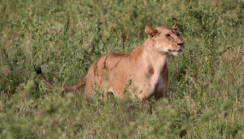 versteckte Löwen im Lumo Conservancy