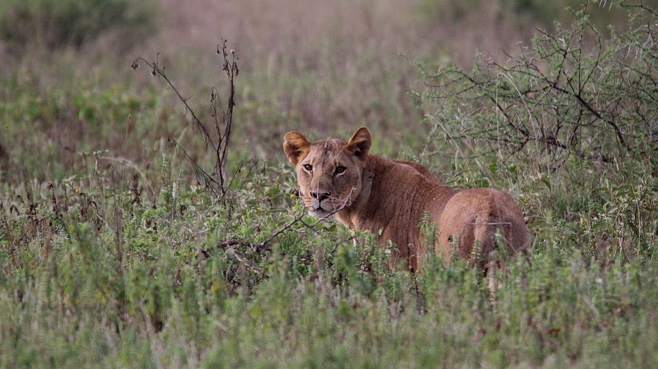 versteckte Löwen im Lumo Conservancy