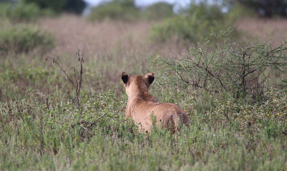 versteckte Löwen im Lumo Conservancy