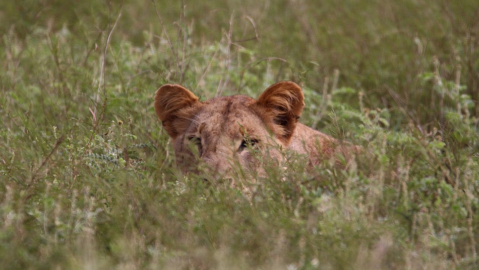 versteckte Löwen im Lumo Reservat
