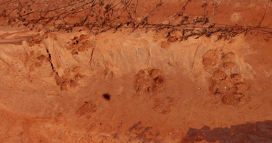 Löwenspur im feuchten Sand des Lumo Conservancy