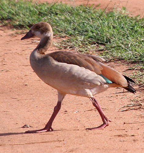 Nilgans ím Lumo Conservancy