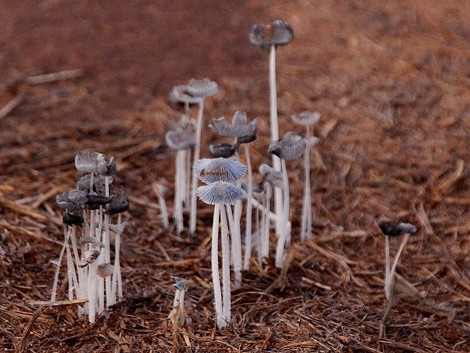 Feuchte Erde lässt Pilze sprießen, Lumo Conservancy
