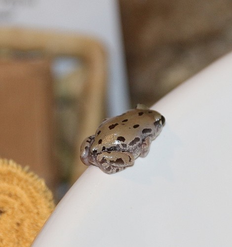 Senegal Running Frog