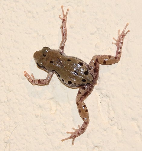 Senegal Running Frog