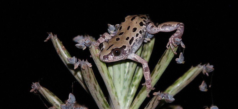 Senegal Running Frog