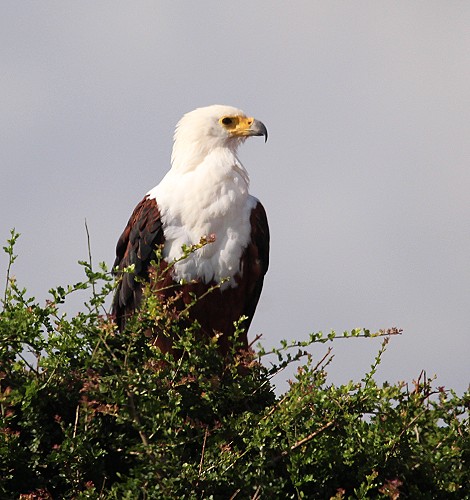 Schreiseeadler