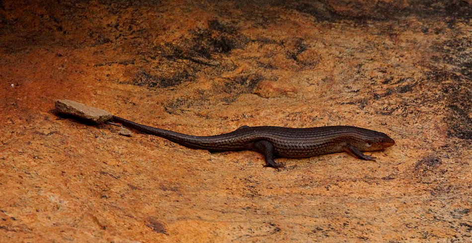 Skink