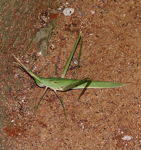 Heuschrecke