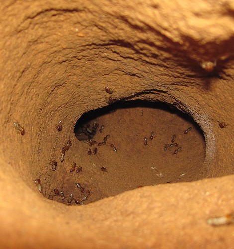 Abenteuer Termitenhügel