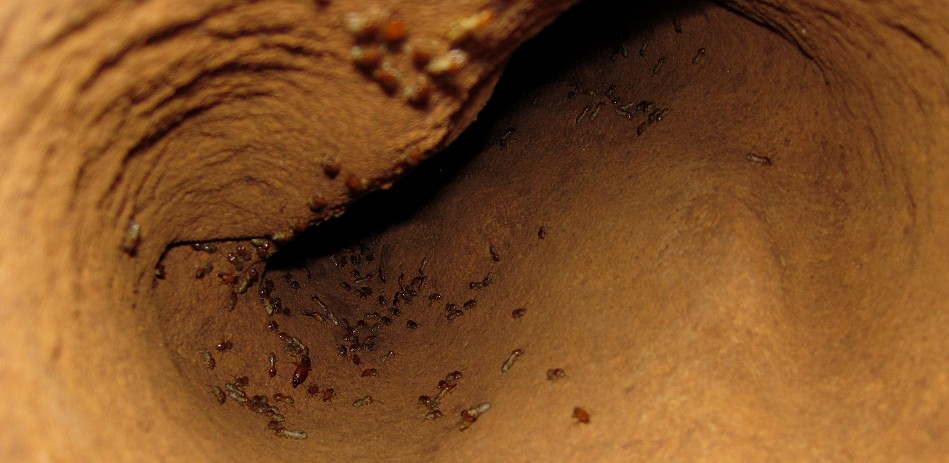 Abenteuer Termitenhügel