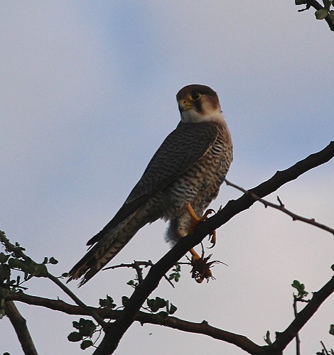 Turmfalke