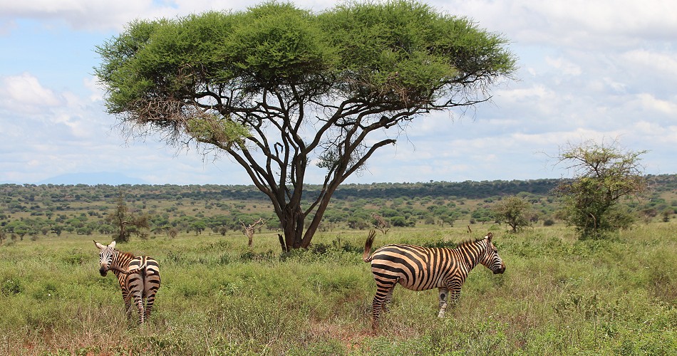 Zebras im Lumo Conservancy