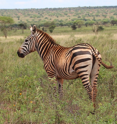 Zebras im Lumo Conservancy