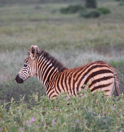 Zebras im Lumo Conservancy