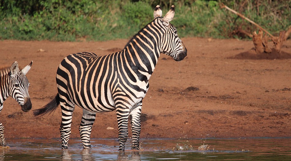 Steppenzebras