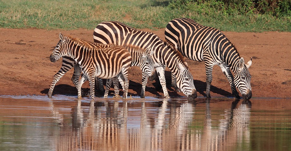 Steppenzebras