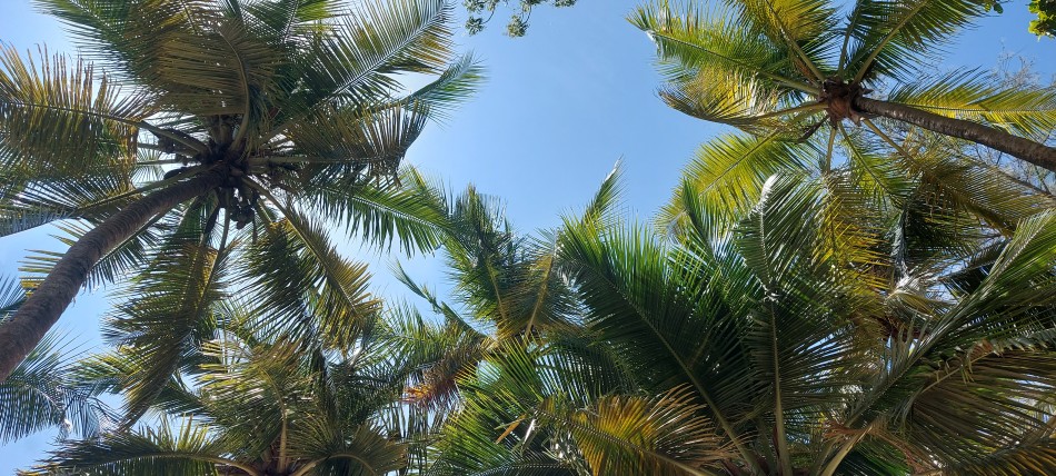 Mbuyu Beach Bungalows - Msambweni Beach / South Coast