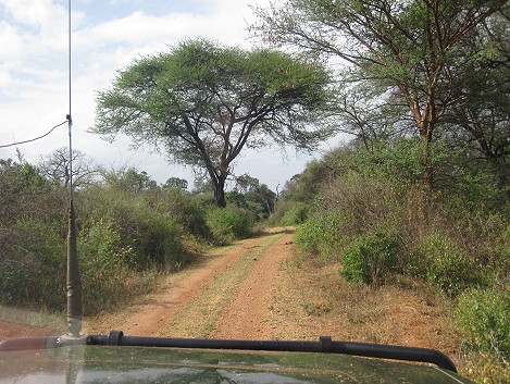 Auf Pirschfahrt im Meru National Park