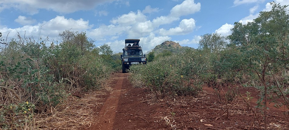Auf Pirschfahrt im Meru National Park
