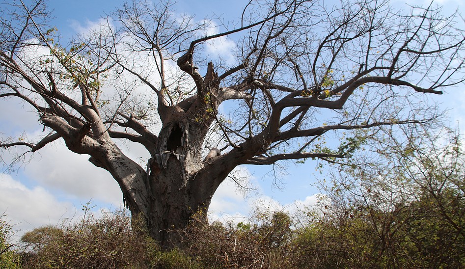Baobab im Meru National Park