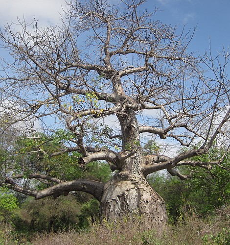 Baobab im Meru National Park