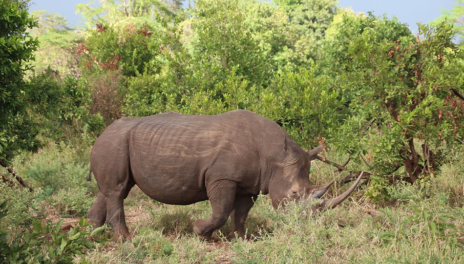 Breitmaulnashorn, Bulle